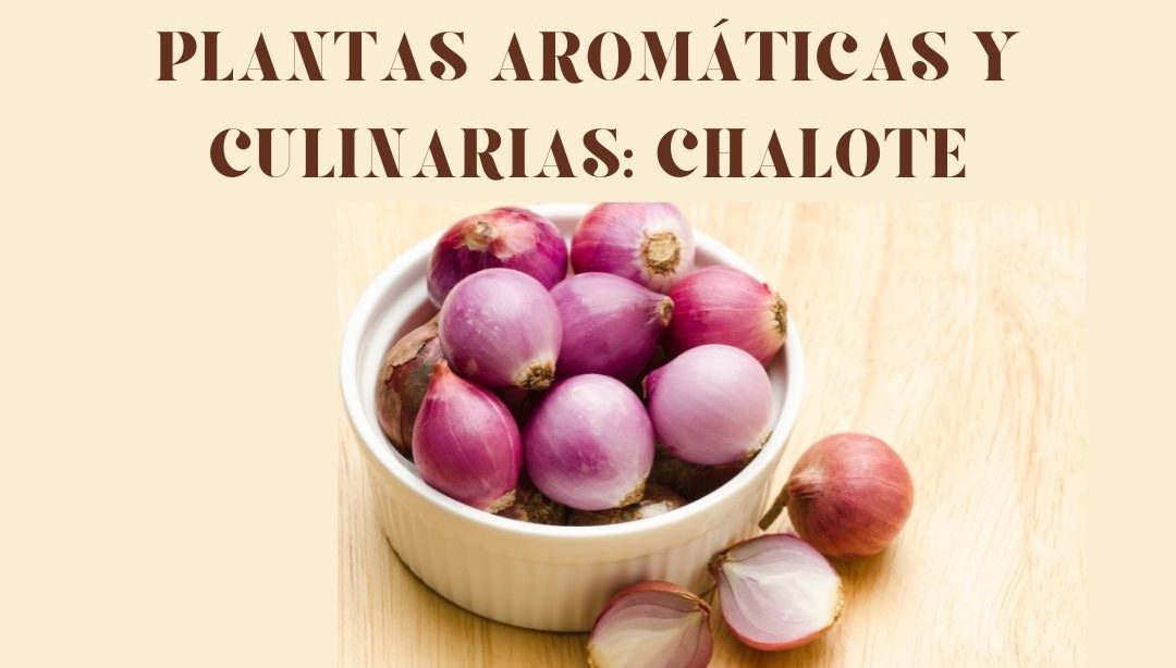 Conociendo las plantas aromáticas y culinarias: Chalote, nutricionista, nutricionista clínica