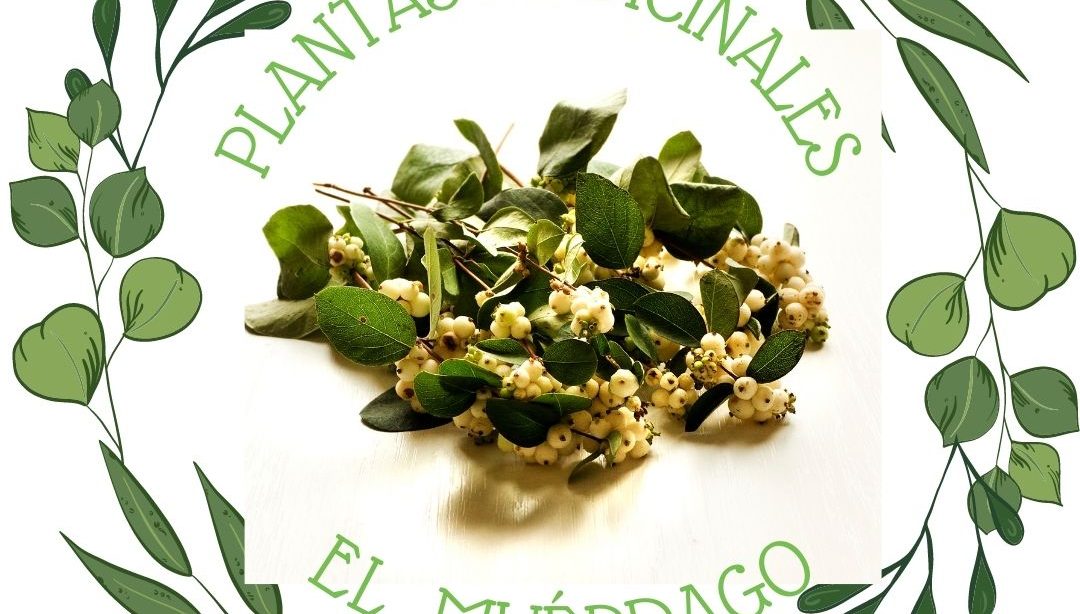 Conociendo las plantas medicinales: el muérdago, nutricionista, nutricionista clínicau