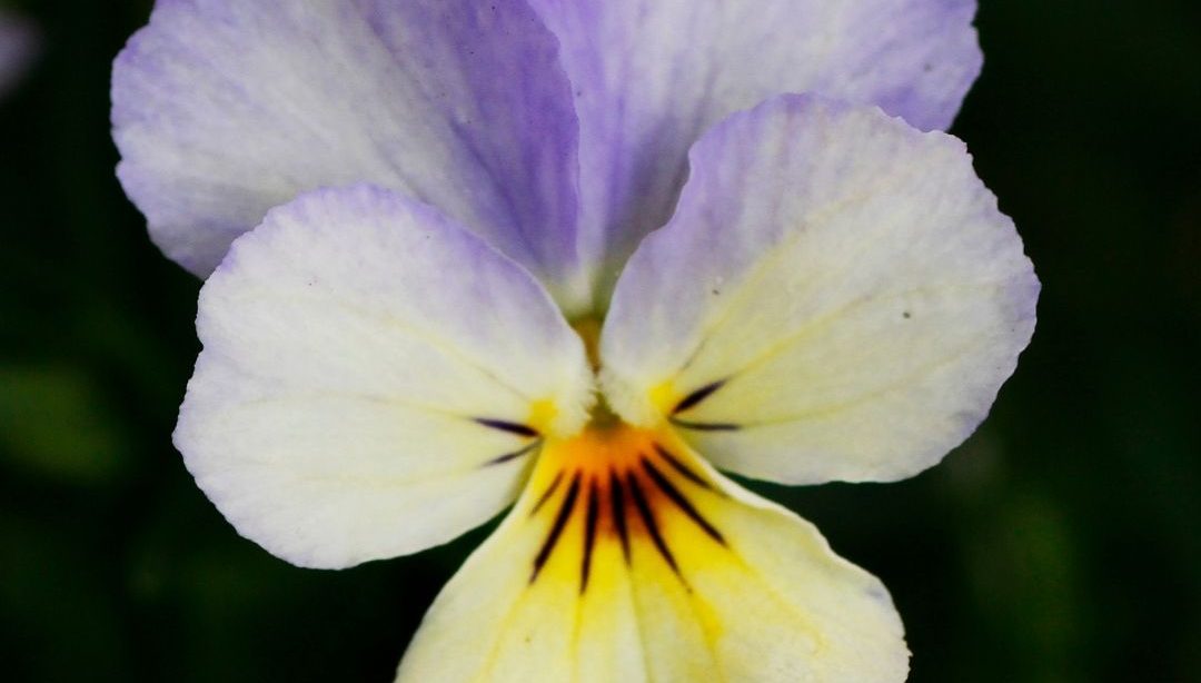 Conoces las plantas medicinales:El pensamiento. Viola tricolor, nutricionista, nutricionista clínica