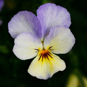 Conoces las plantas medicinales:El pensamiento. Viola tricolor, nutricionista, nutricionista clínica