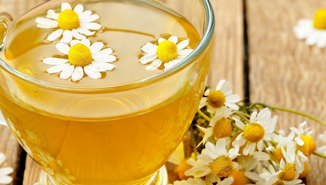 Conociendo las plantas medicinales: La manzanilla romana o camomila, nutrición, nutrición clínica