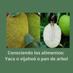 Conociendo los alimentos: Yaca o vijahoó o pan de árbol, nutricionista, nutricionista clínica