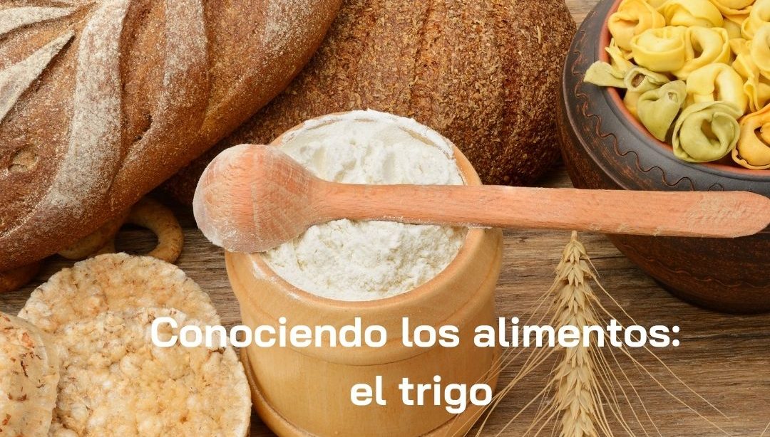 Conociendo los alimentos: el trigo, nutricionista, nutricionista clínica