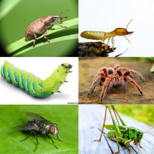 Aprobado uso alimentario: larvas de escarabajo del estiércol, nutrición, nutrición clínica
