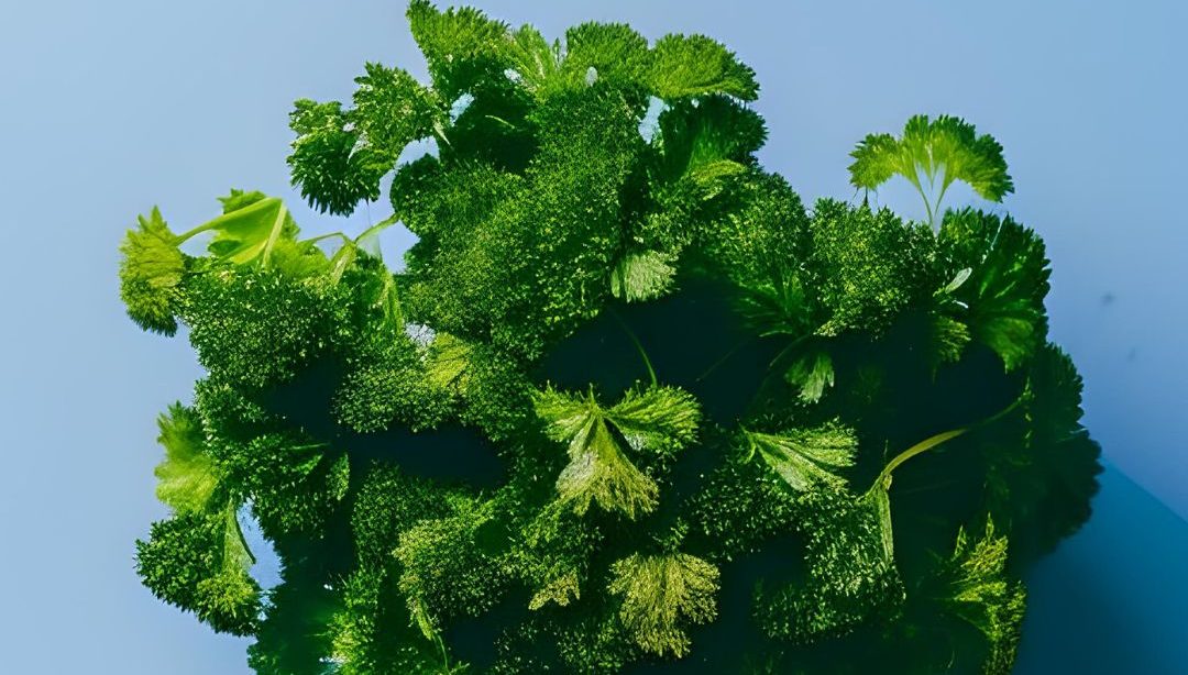 Perejil: El Tesoro Verde para tu Salud, nutricionista, nutricionista clínica